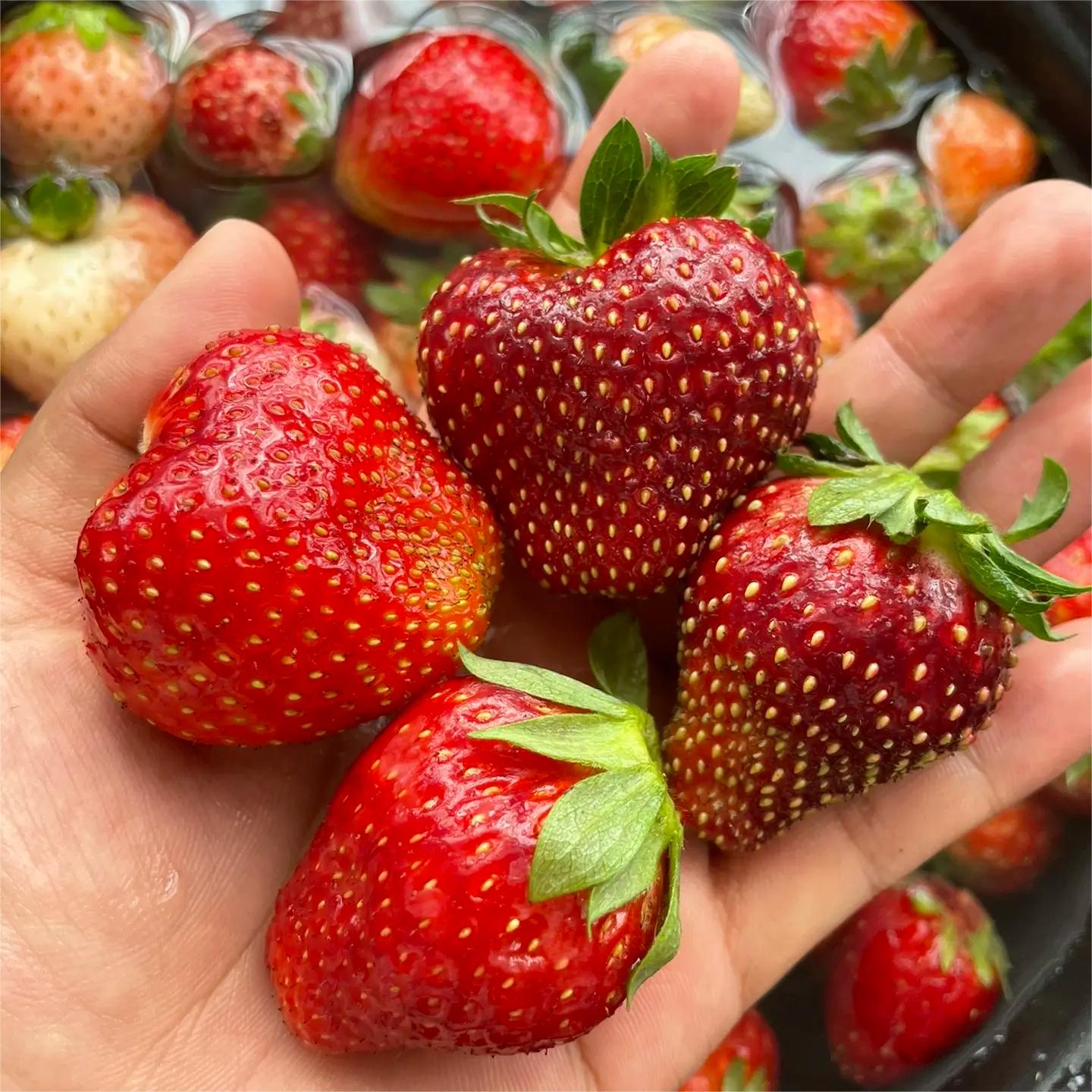 Black Pearl Strawberry Seeds