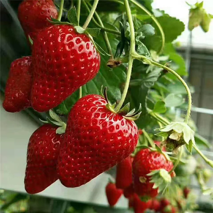 Black Pearl Strawberry Seeds