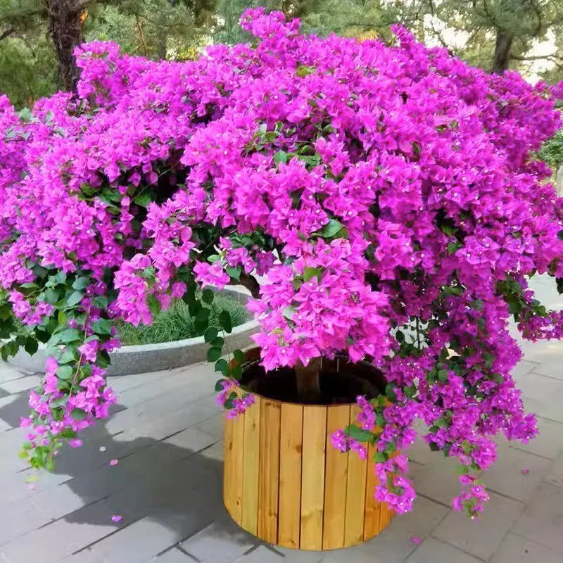 💐Bougainvillea – Easy To Grow And Beautiful