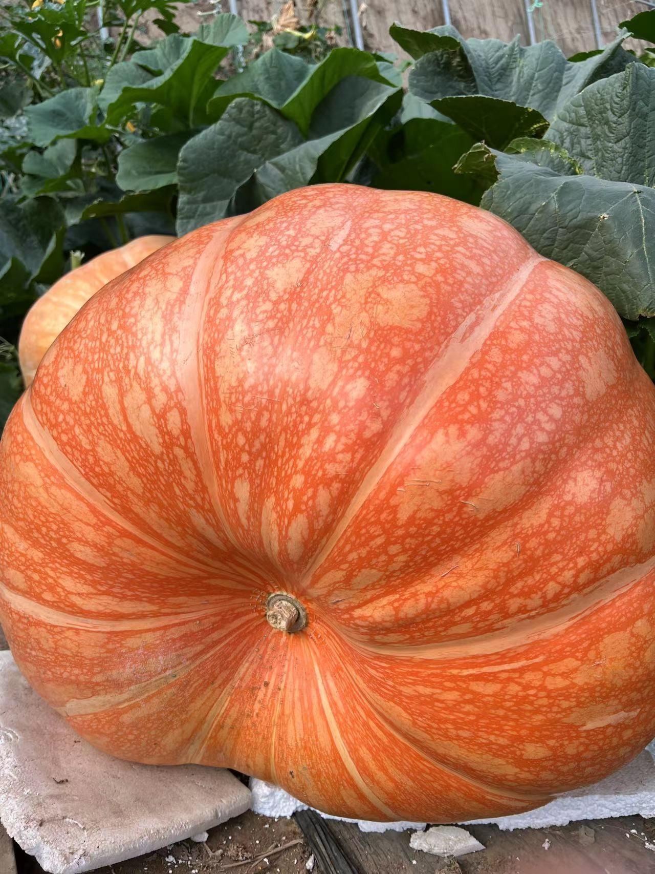 Giant Pumpkin - Up to 500 pounds👍