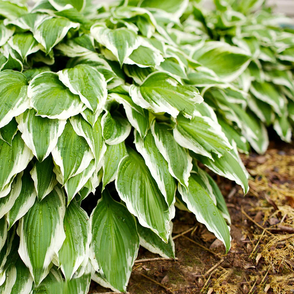 Hosta – The Shade-Loving Elegance for Your Garden 🌿✨