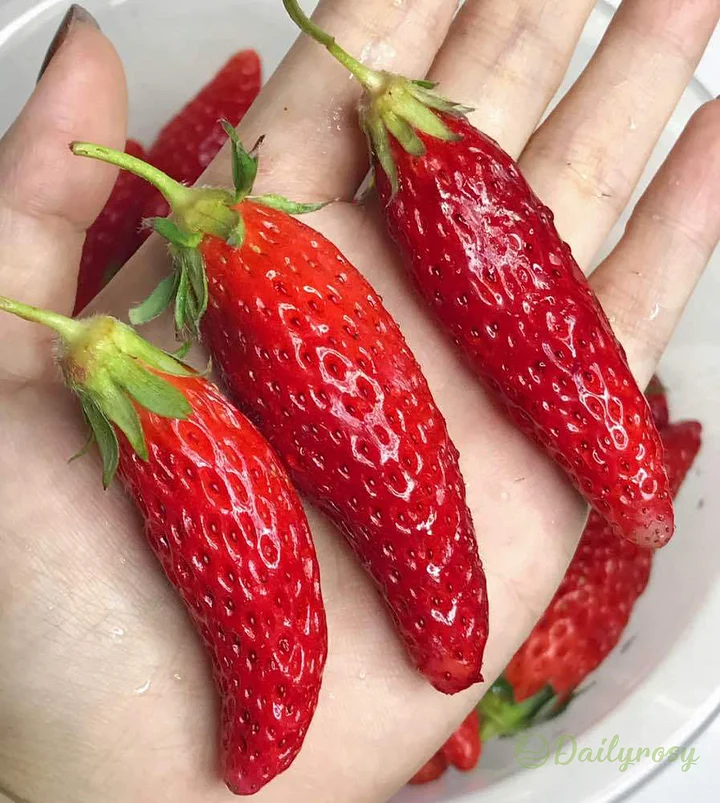 Black Pearl Strawberry Seeds