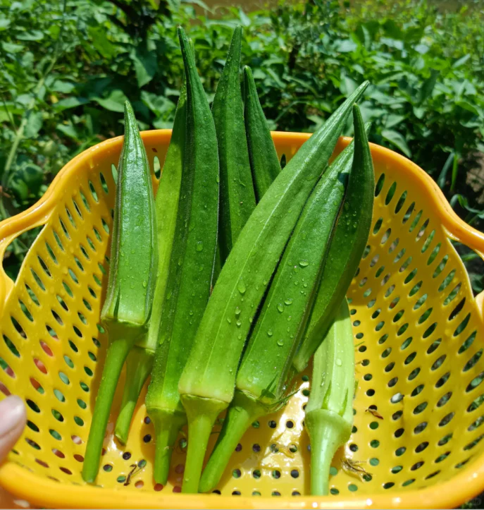 Fruit Okra Seeds