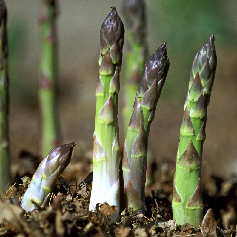 FOUR SEASONS ASPARAGUS MARY WASHINGTON SEEDS