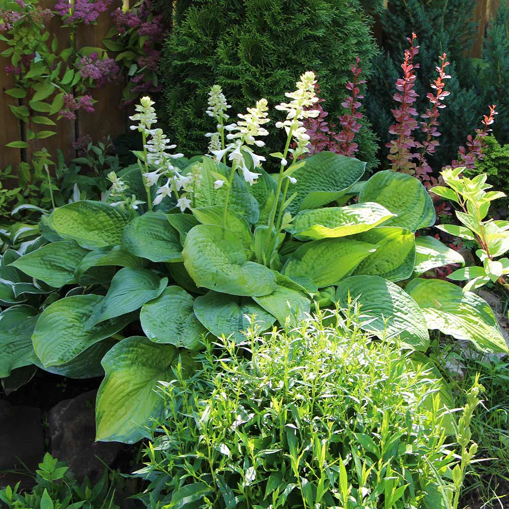 Hosta – The Shade-Loving Elegance for Your Garden 🌿✨