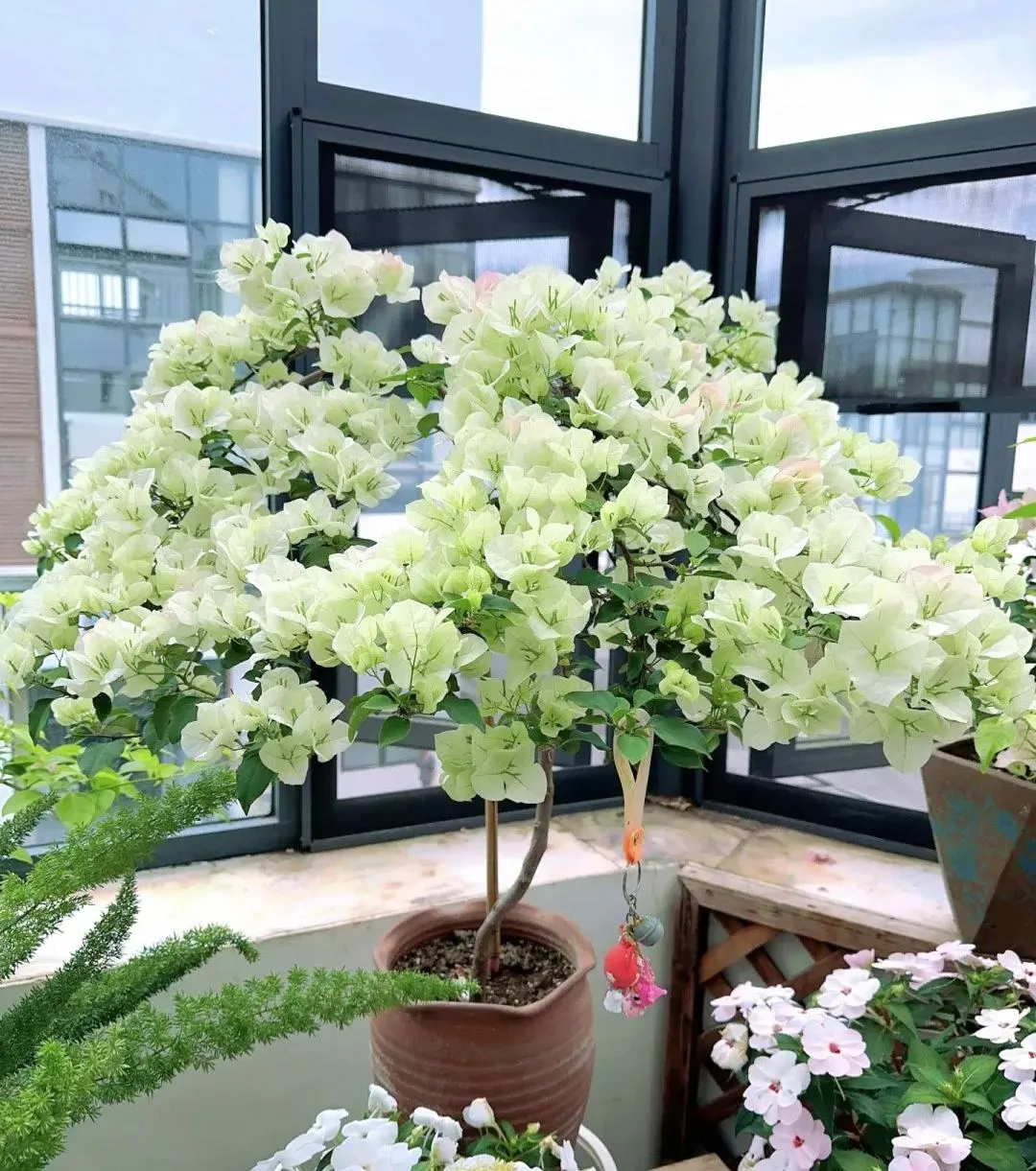 💐Bougainvillea – Easy To Grow And Beautiful