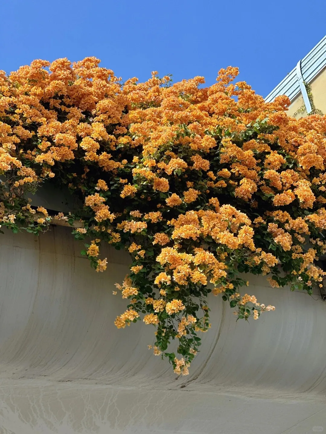 💐Bougainvillea – Easy To Grow And Beautiful