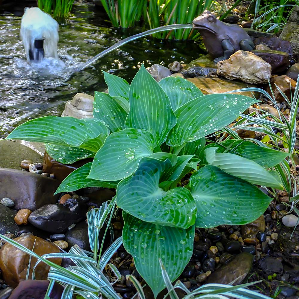 Hosta – The Shade-Loving Elegance for Your Garden 🌿✨