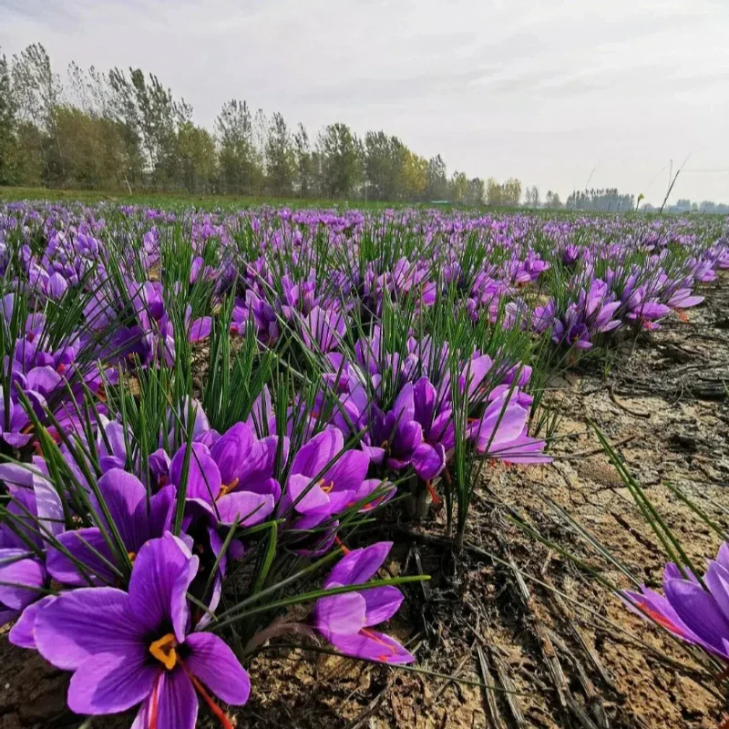 Saffron Crocus Bulbs - Crocus Sativus