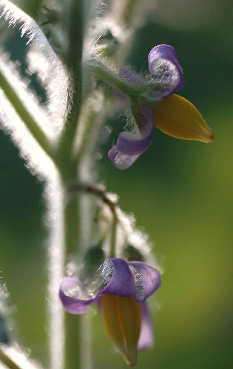 Nipple Fruit Seeds ~ Cow's Udder ~ Titty Fruit ~ Apple of Sodom (Solanum mammosum) ~ Nipplefruit Bizarre Fruit in the Solanum Family