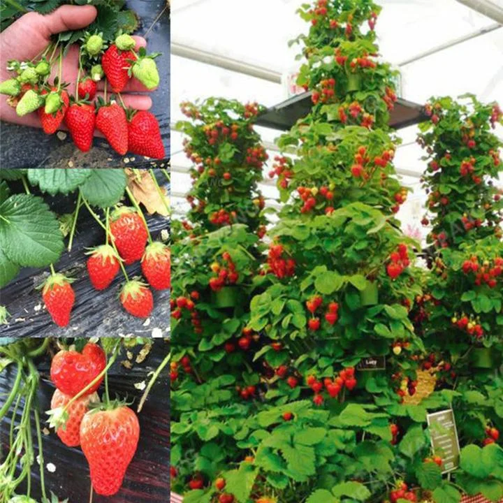 Black Pearl Strawberry Seeds