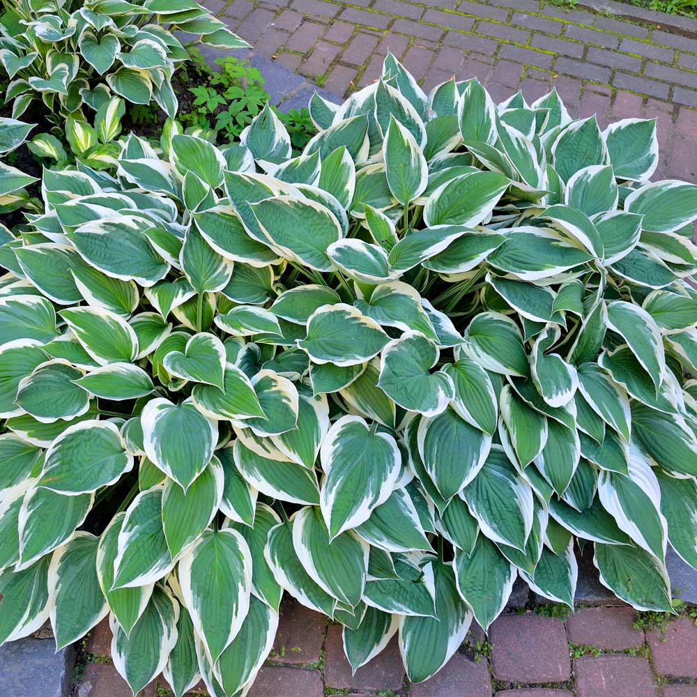 Hosta – The Shade-Loving Elegance for Your Garden 🌿✨
