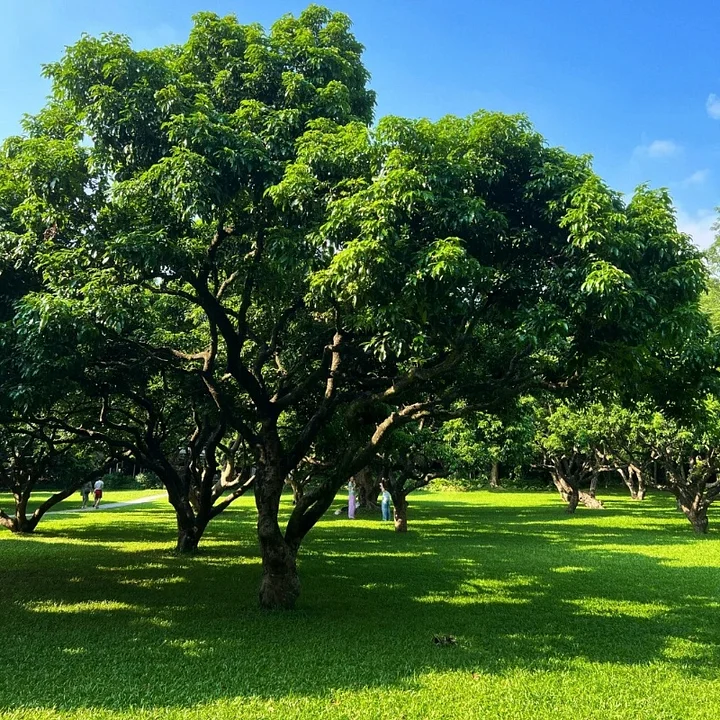 🌱 Four Seasons Evergreen Dwarf Grass Seed | Create Your Perfect Lawn, Starting Here!