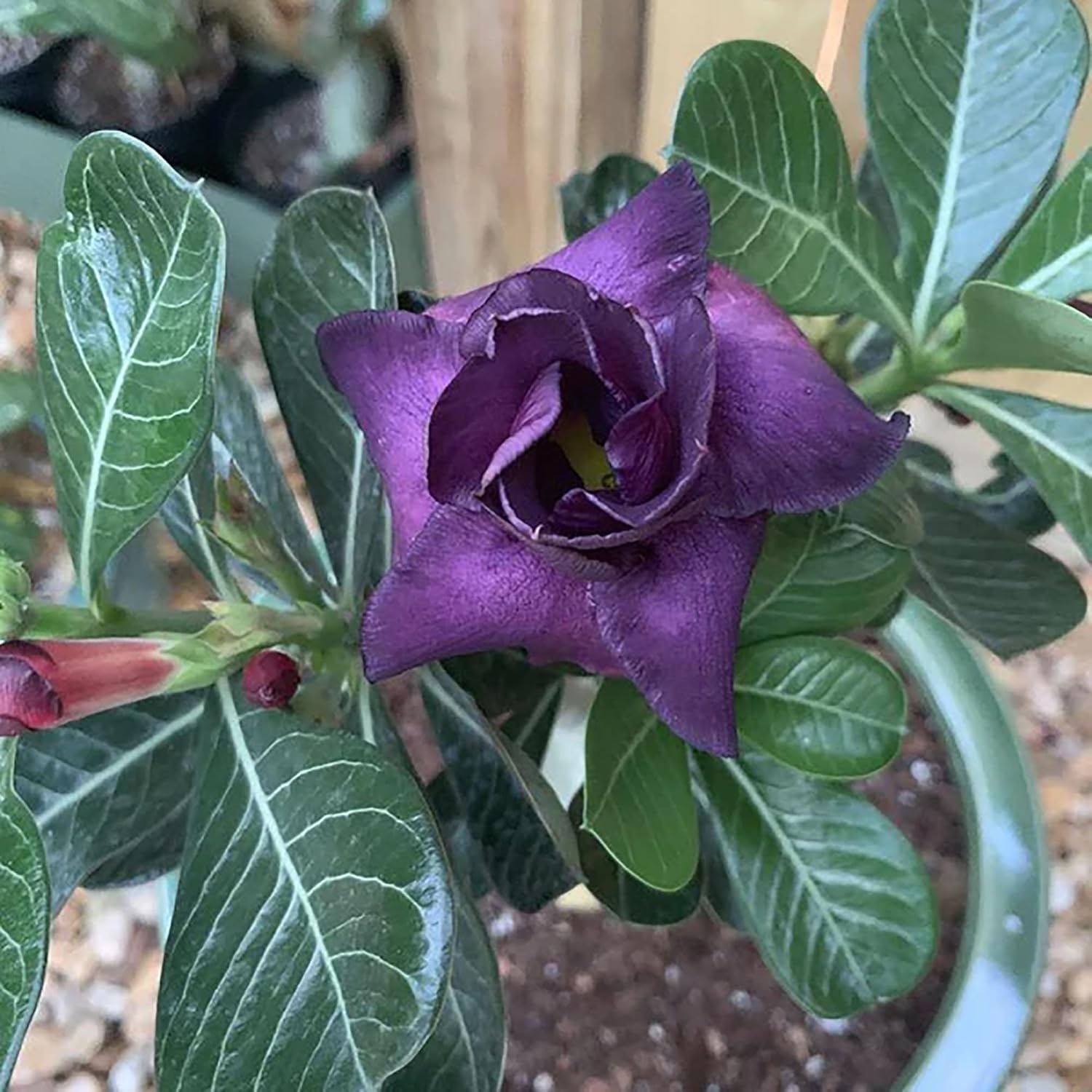 Rare Purple Desert Rose Seeds