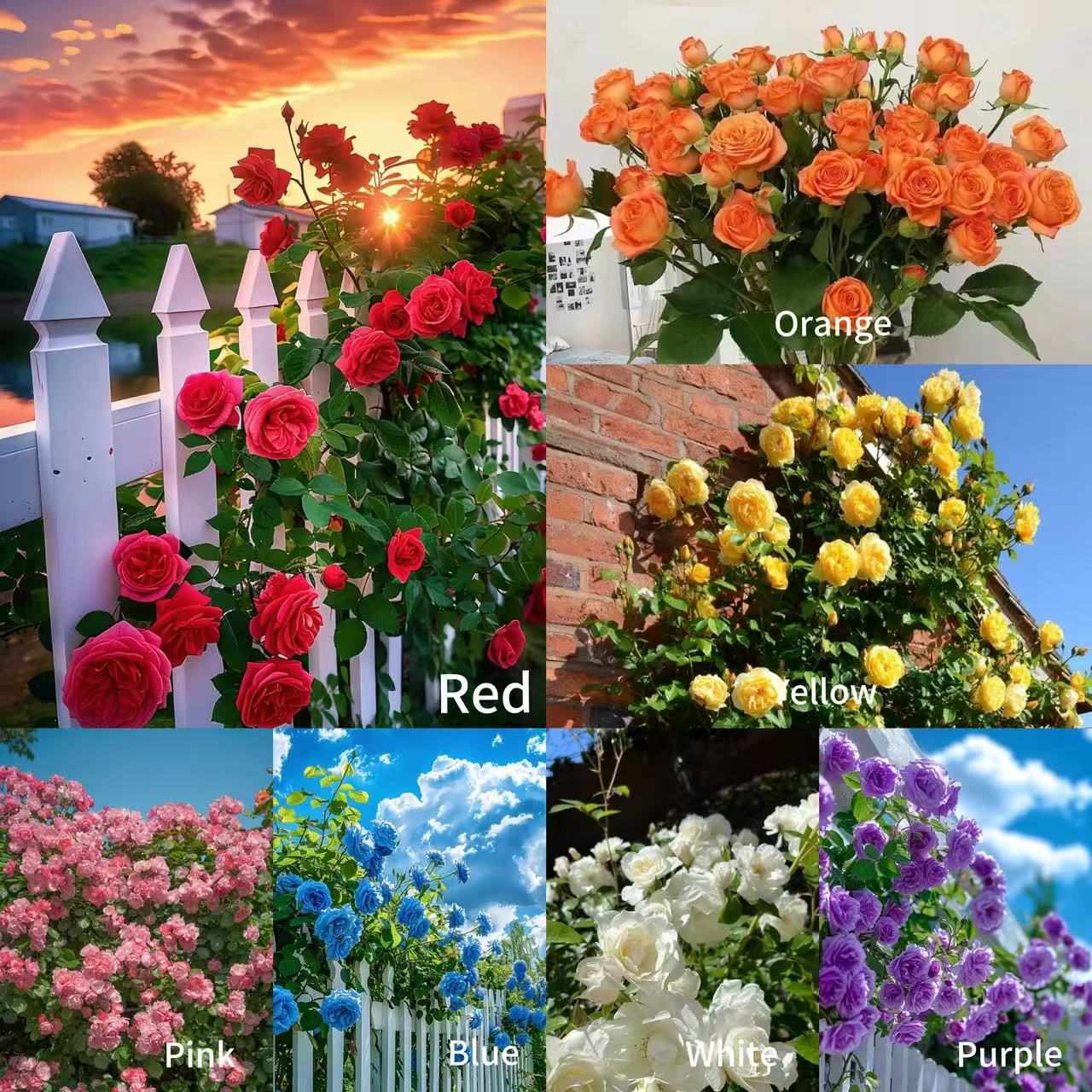 🌹 Hot-Selling Rose Seed Bundles – Special Discount