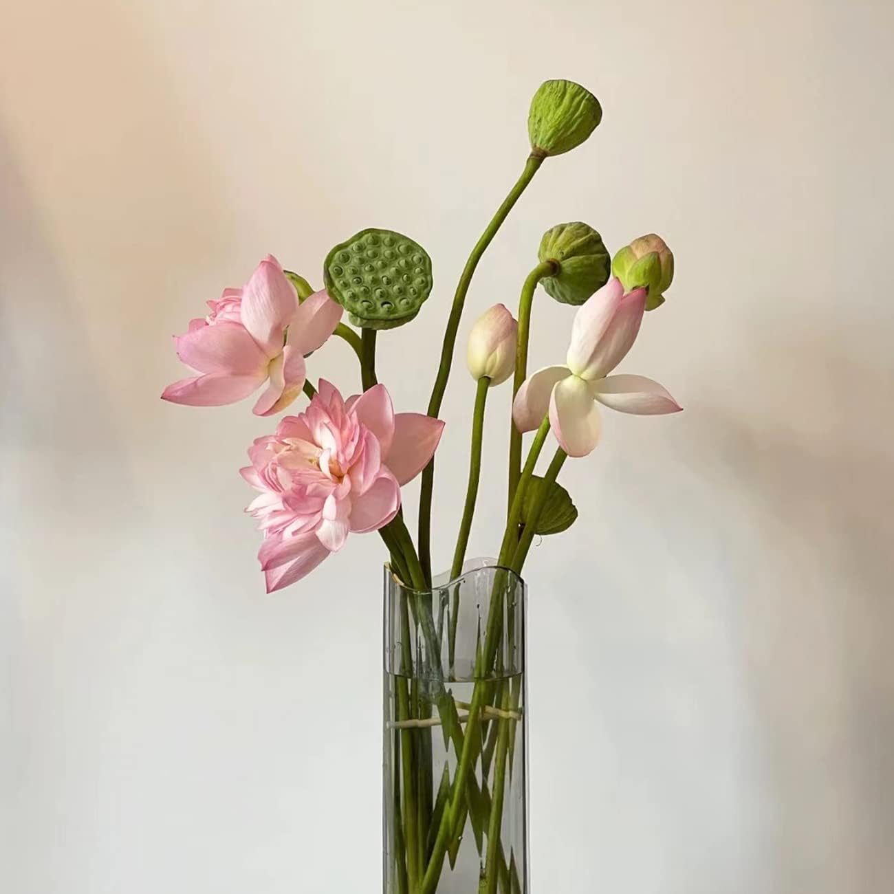 10 -20 Pcs Mixed Color Bonsai Bowl Lotus Seeds - Exotic Water Lily Flower Plant Seeds for Ornamental Pond and Home Planting