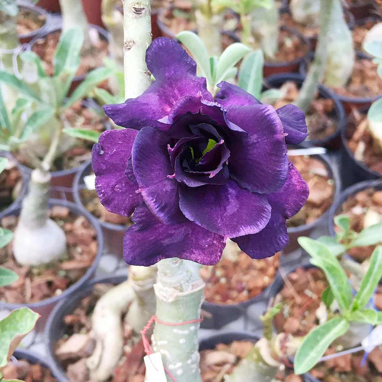 Rare Purple Desert Rose Seeds