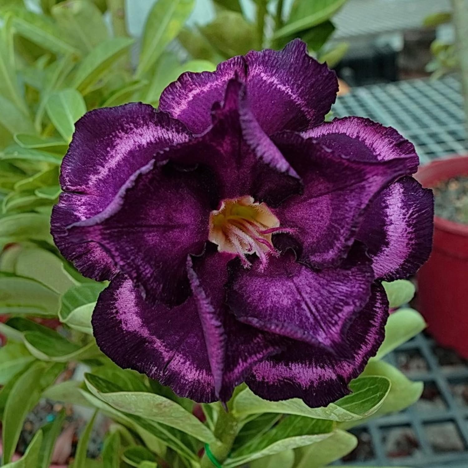 Rare Purple Desert Rose Seeds