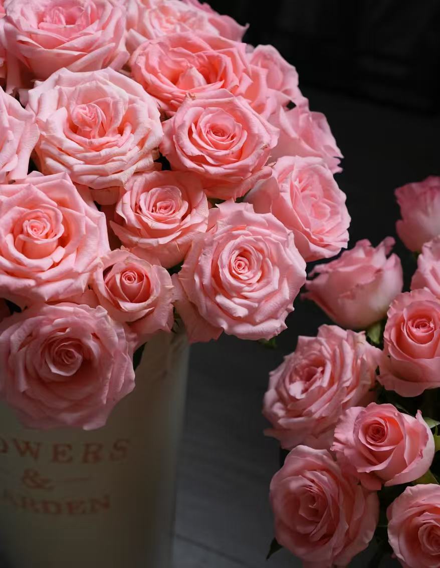 🌹 Hot-Selling Rose Seed Bundles – Special Discount