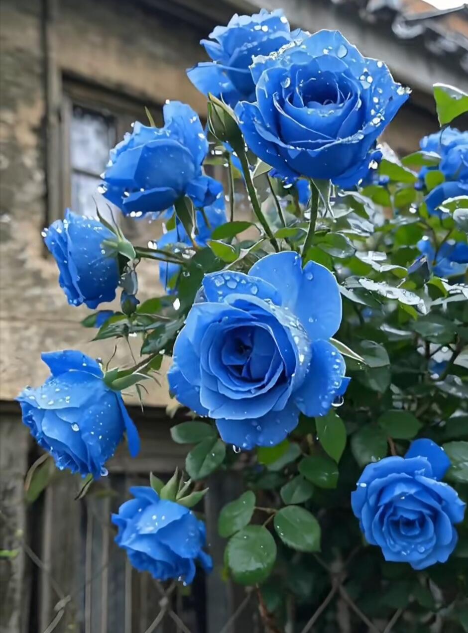 💙BLUE ENCHANTRESS ROSE SEEDS✨