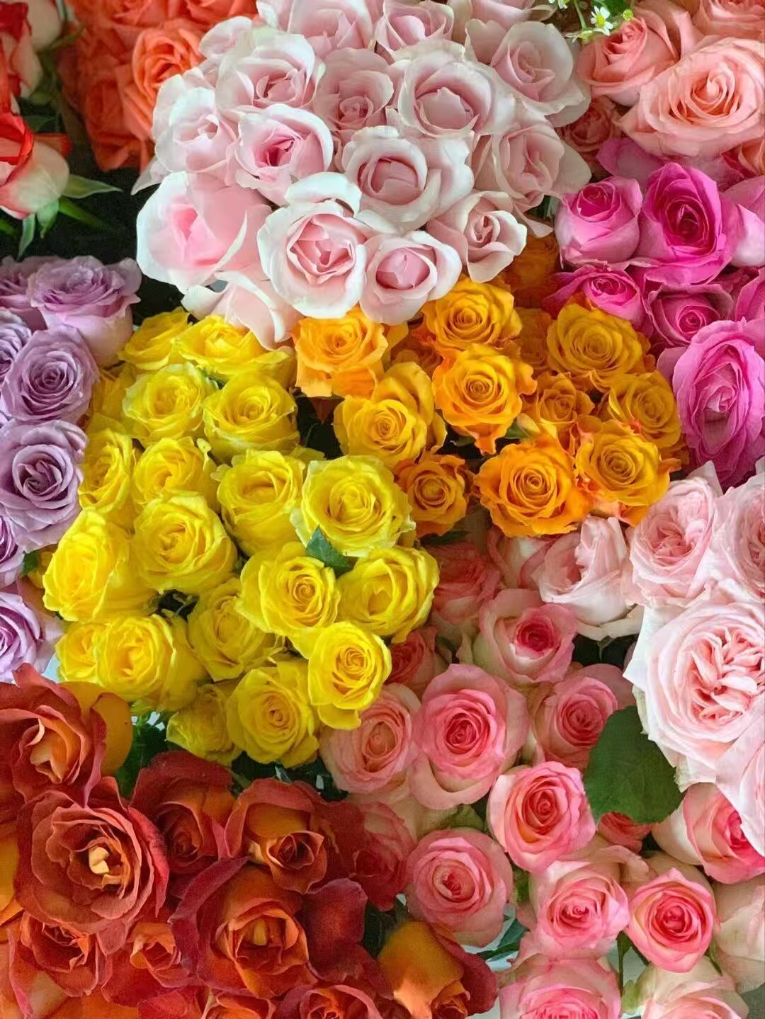 🌹 Hot-Selling Rose Seed Bundles – Special Discount