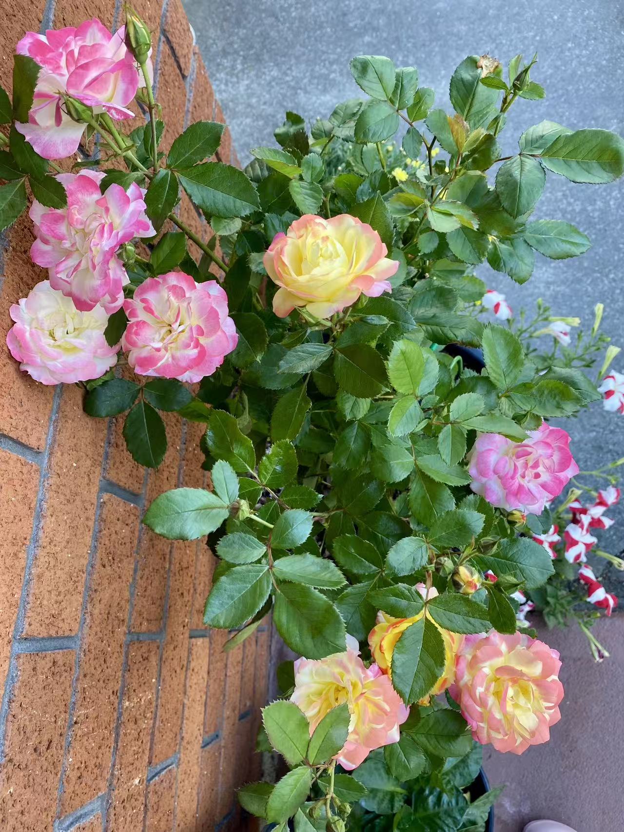 Mixed Color Rose Combination Seeds💐