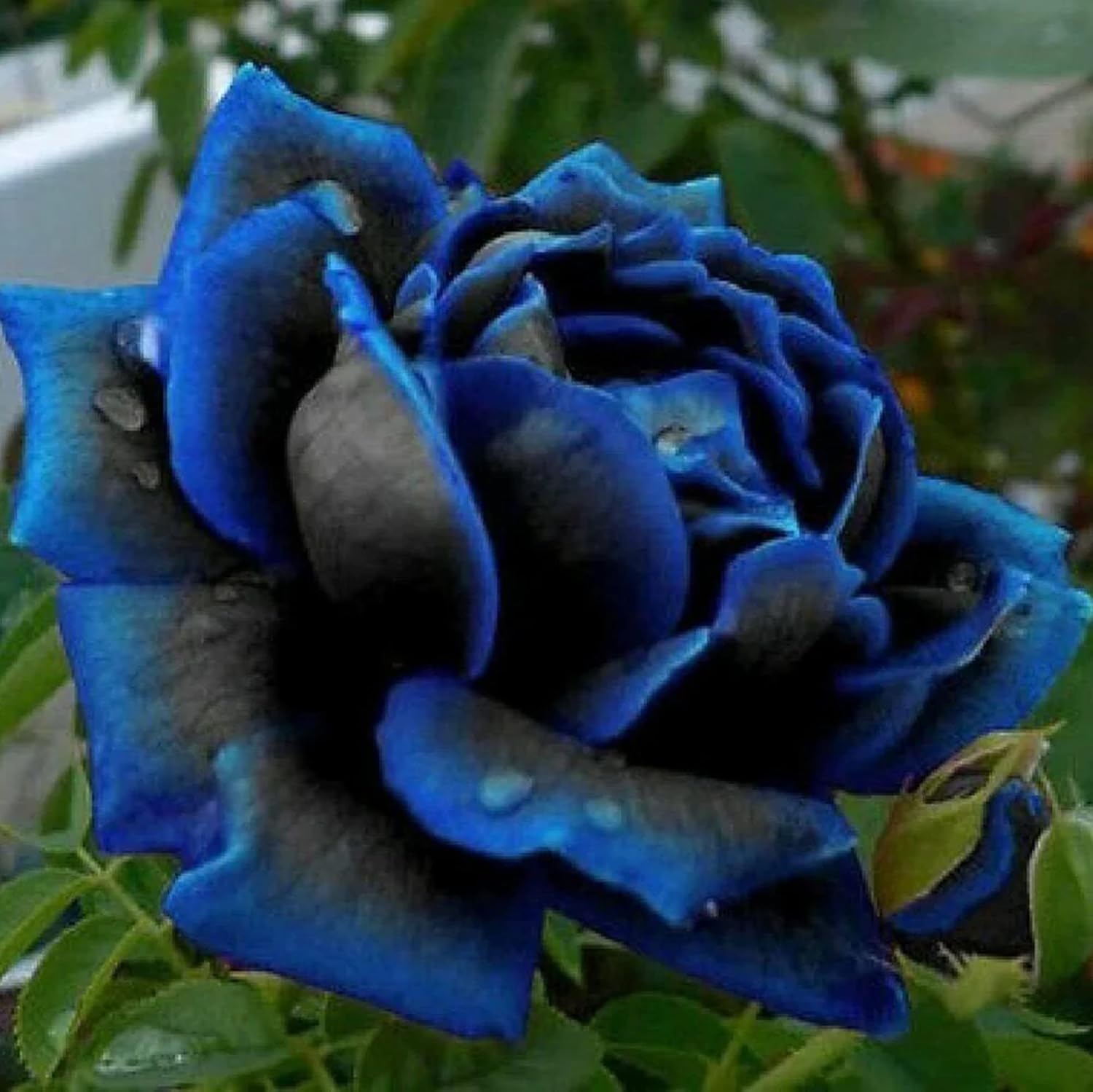 💙BLUE ENCHANTRESS ROSE SEEDS✨