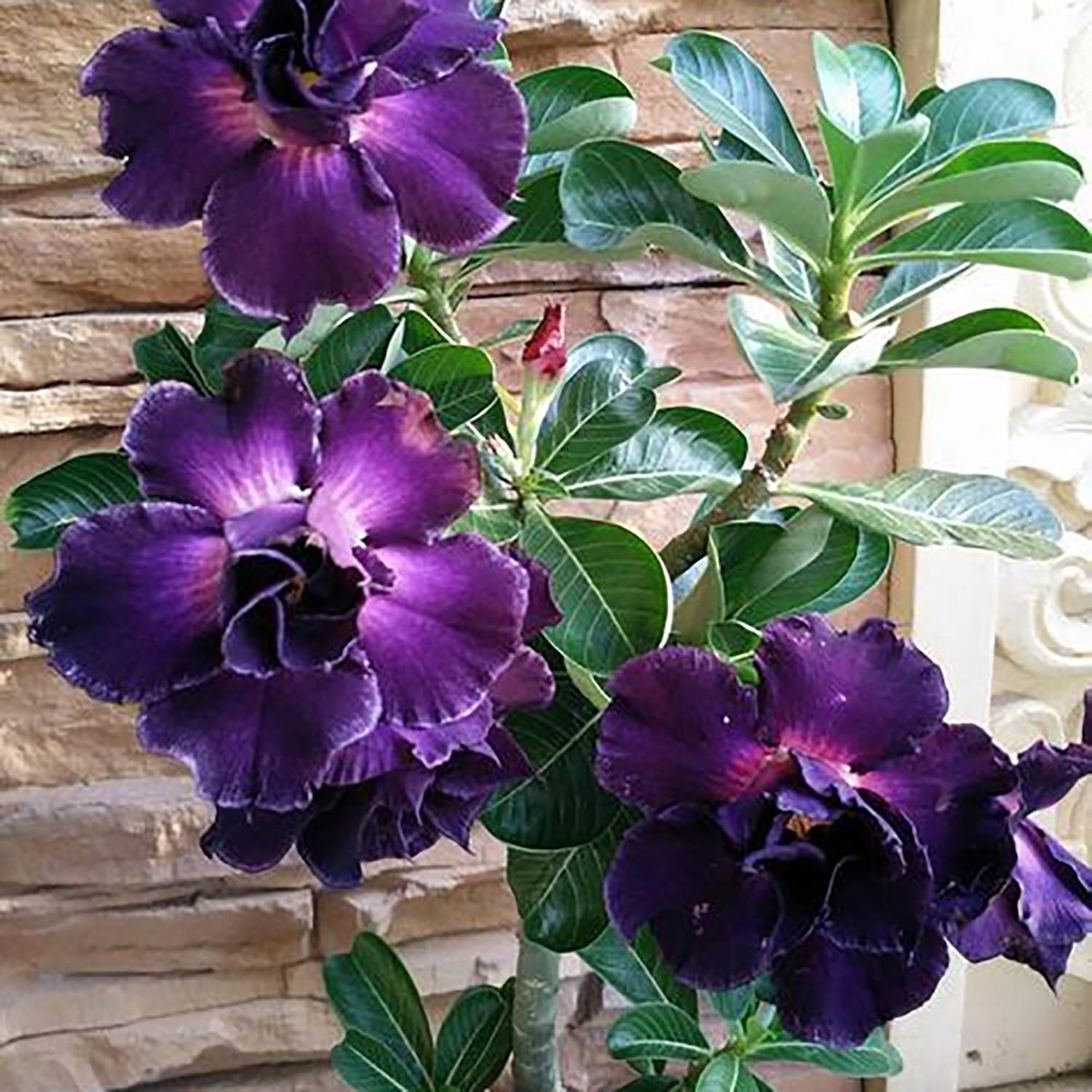 Rare Purple Desert Rose Seeds
