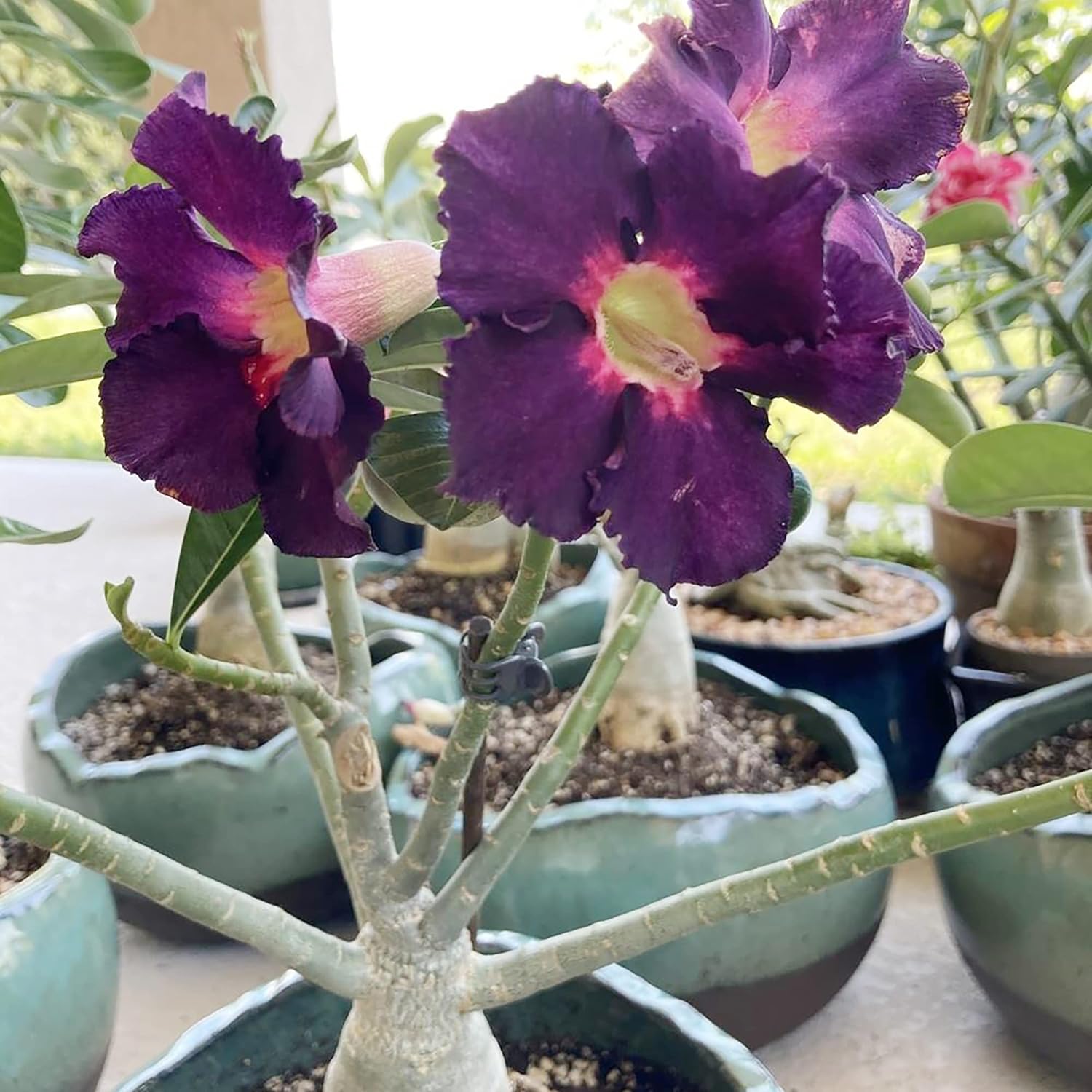 Rare Purple Desert Rose Seeds