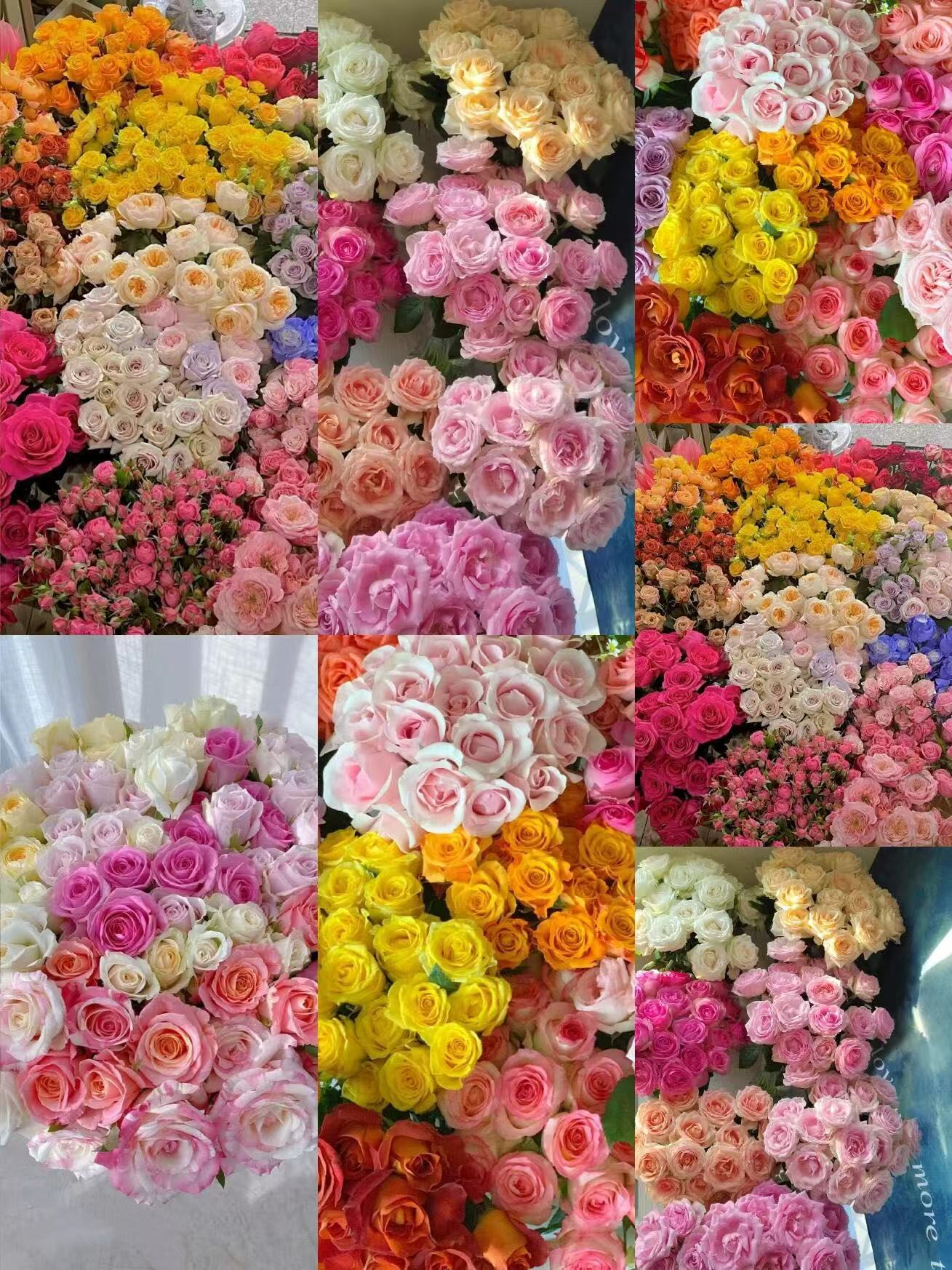 🌹 Hot-Selling Rose Seed Bundles – Special Discount