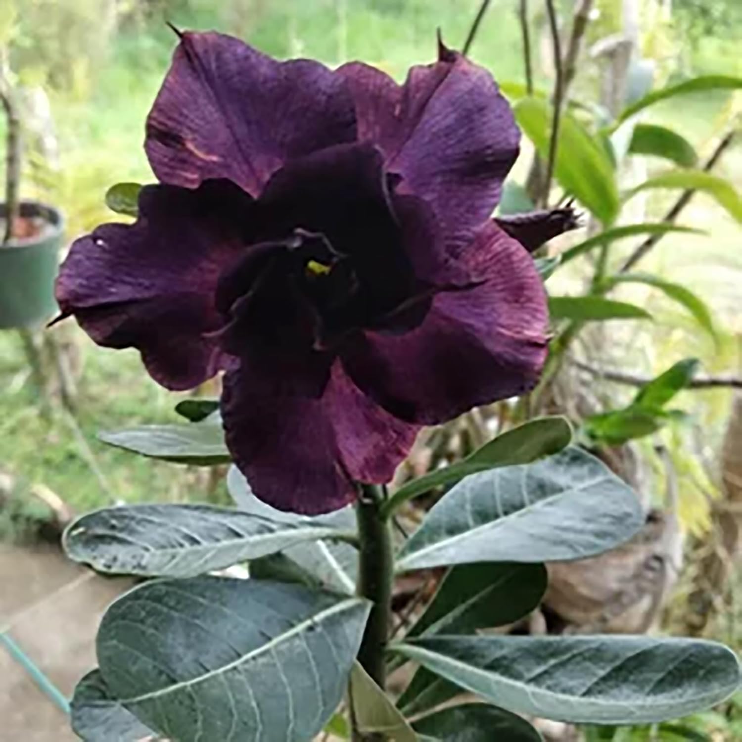 Rare Purple Desert Rose Seeds