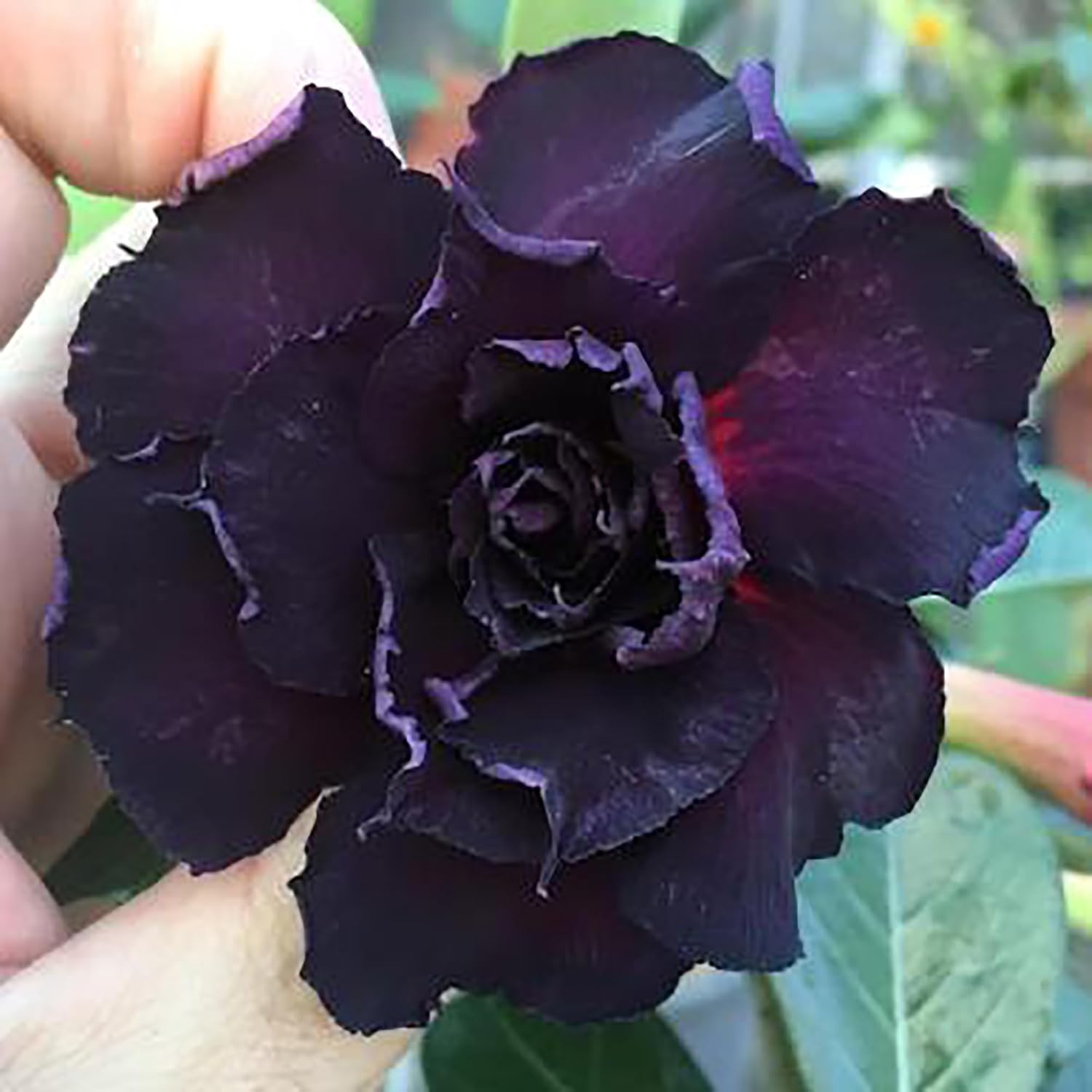 Rare Purple Desert Rose Seeds