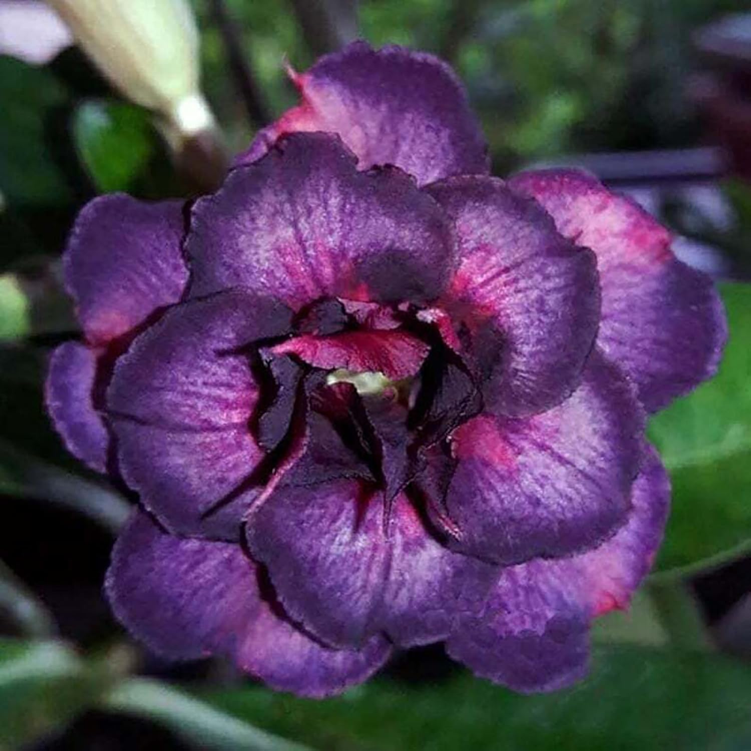 Rare Purple Desert Rose Seeds