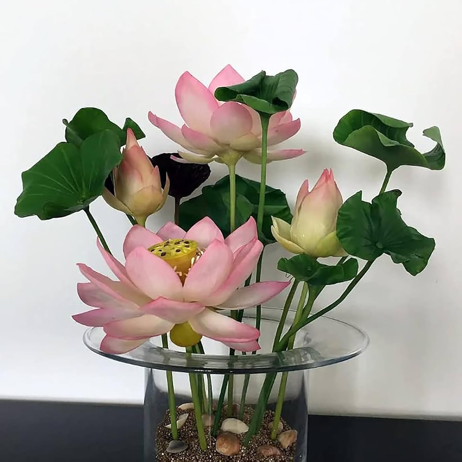 10 -20 Pcs Mixed Color Bonsai Bowl Lotus Seeds - Exotic Water Lily Flower Plant Seeds for Ornamental Pond and Home Planting