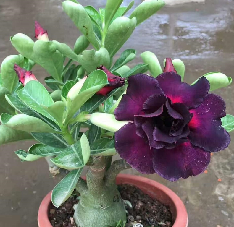 Rare Purple Desert Rose Seeds