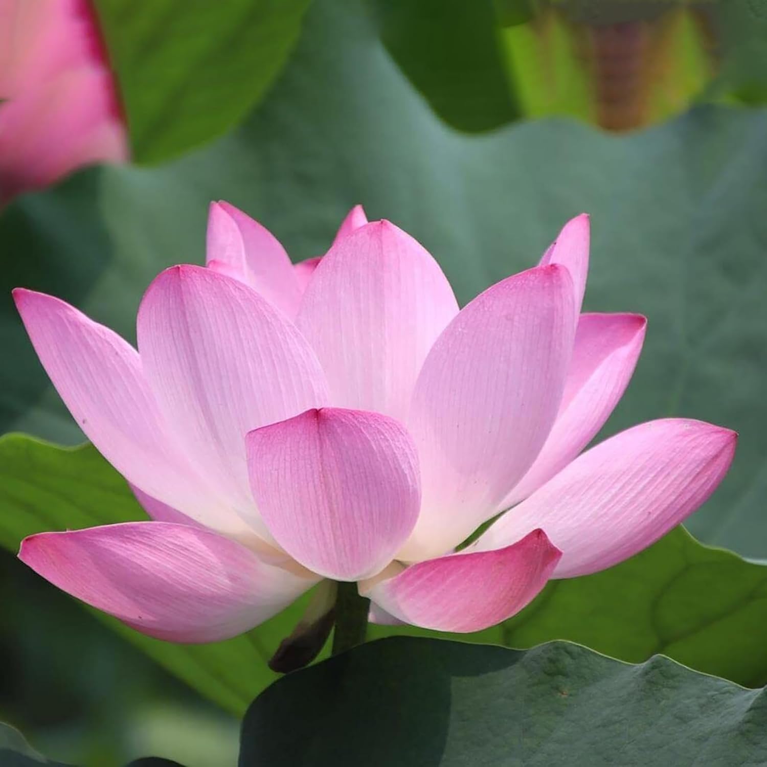 10 -20 Pcs Mixed Color Bonsai Bowl Lotus Seeds - Exotic Water Lily Flower Plant Seeds for Ornamental Pond and Home Planting