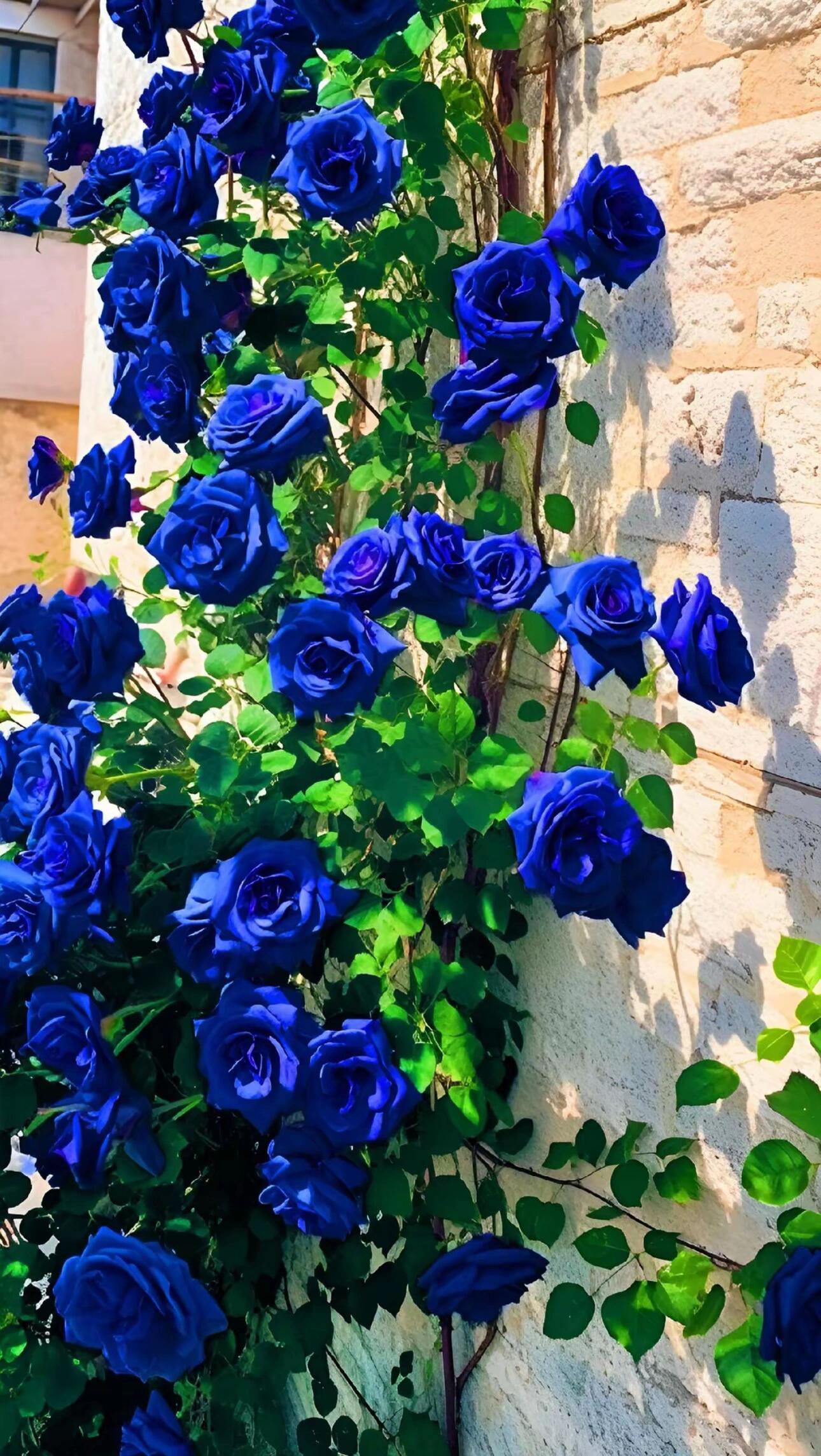 💙BLUE ENCHANTRESS ROSE SEEDS✨