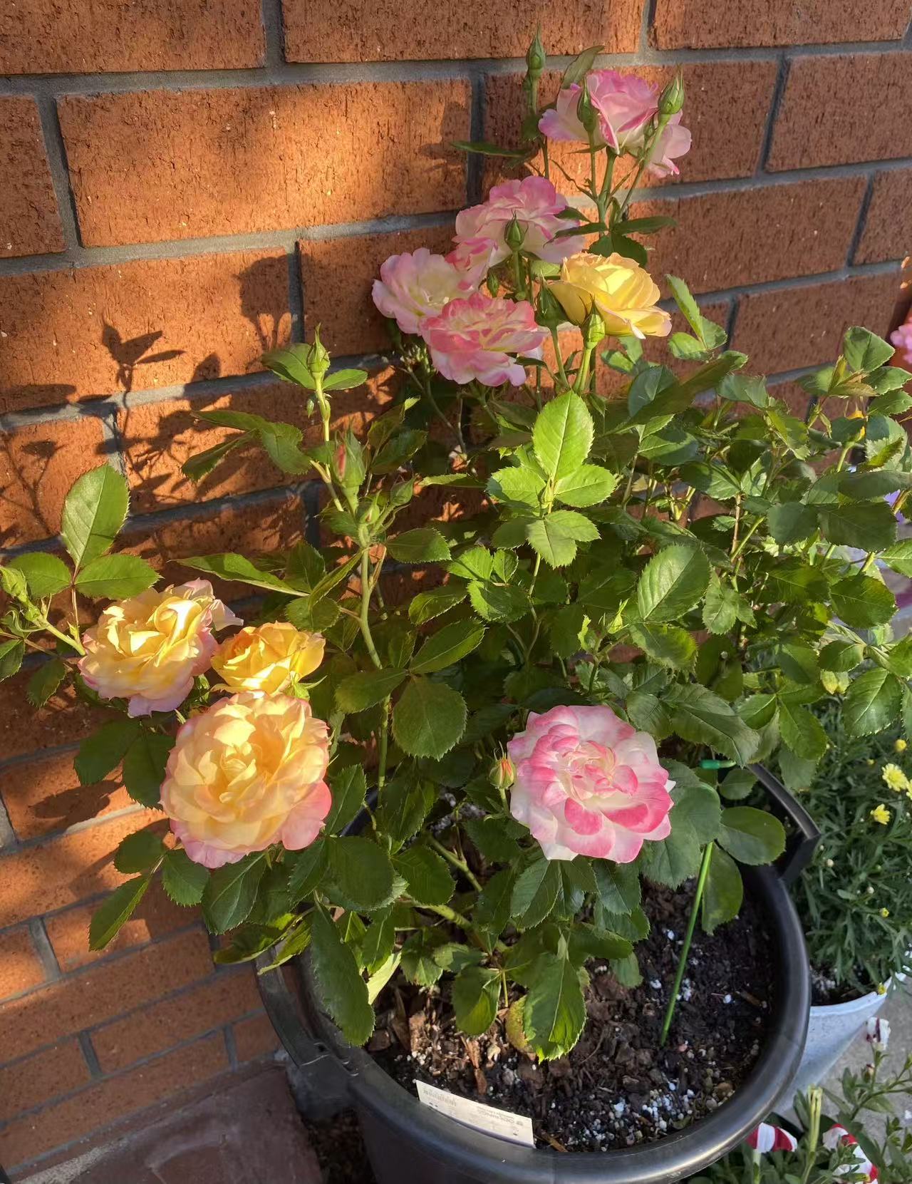 Mixed Color Rose Combination Seeds💐