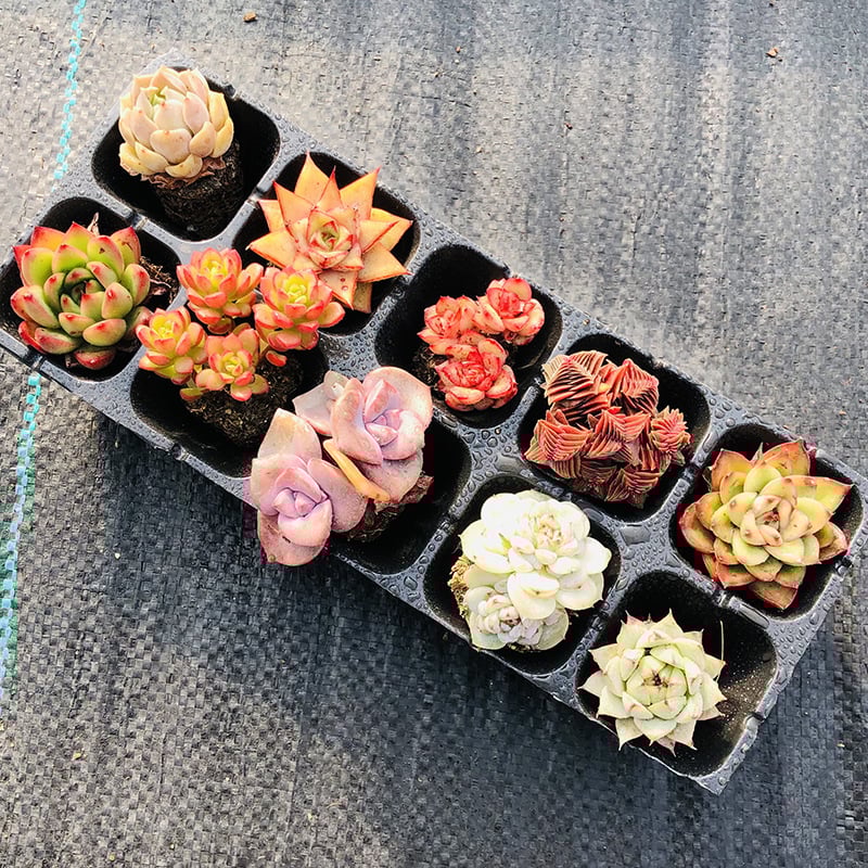 🎁Last Day 70% OFF🍃 Succulents Packages Available🌿