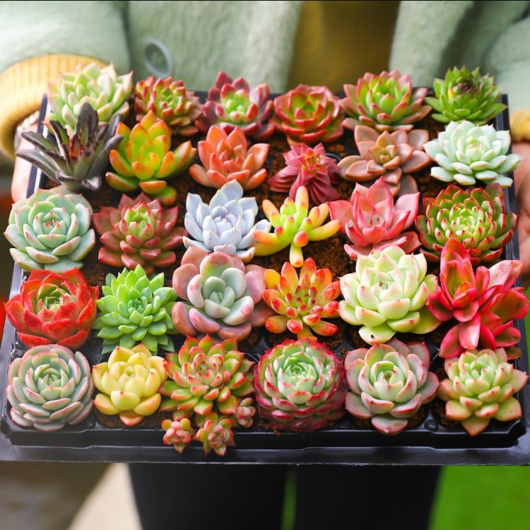 🎁Last Day 70% OFF🍃 Succulents Packages Available🌿