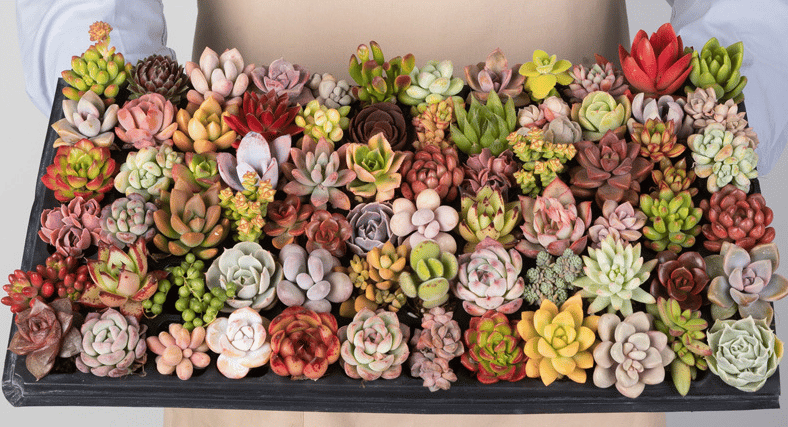 🎁Last Day 70% OFF🍃 Succulents Packages Available🌿