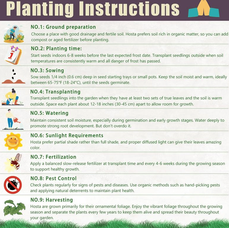 Rare Giant Tall Hosta Bulbs – Towering Elegance & Shade-Tolerant Beauty