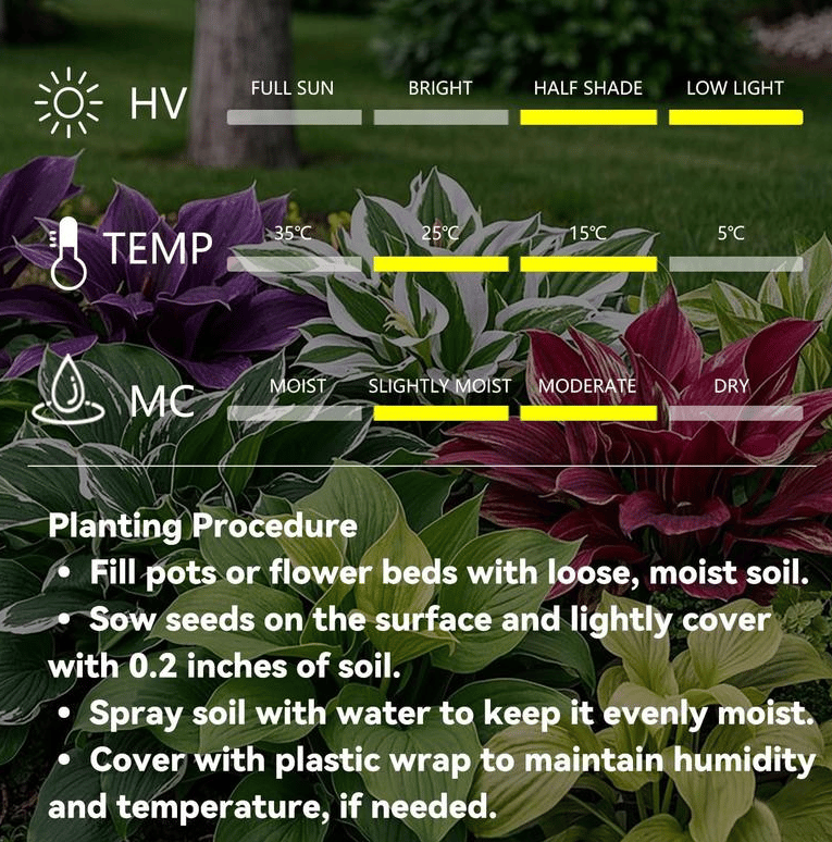 Rare Giant Tall Hosta Bulbs – Towering Elegance & Shade-Tolerant Beauty