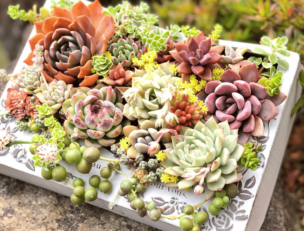 🎁Last Day 70% OFF🍃 Succulents Packages Available🌿