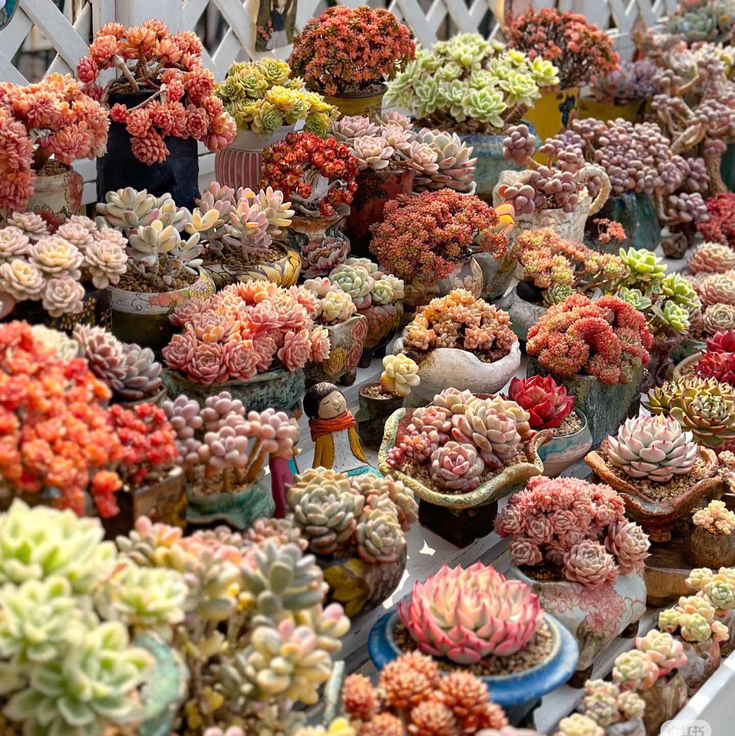 🎁Last Day 70% OFF🍃 Succulents Packages Available🌿