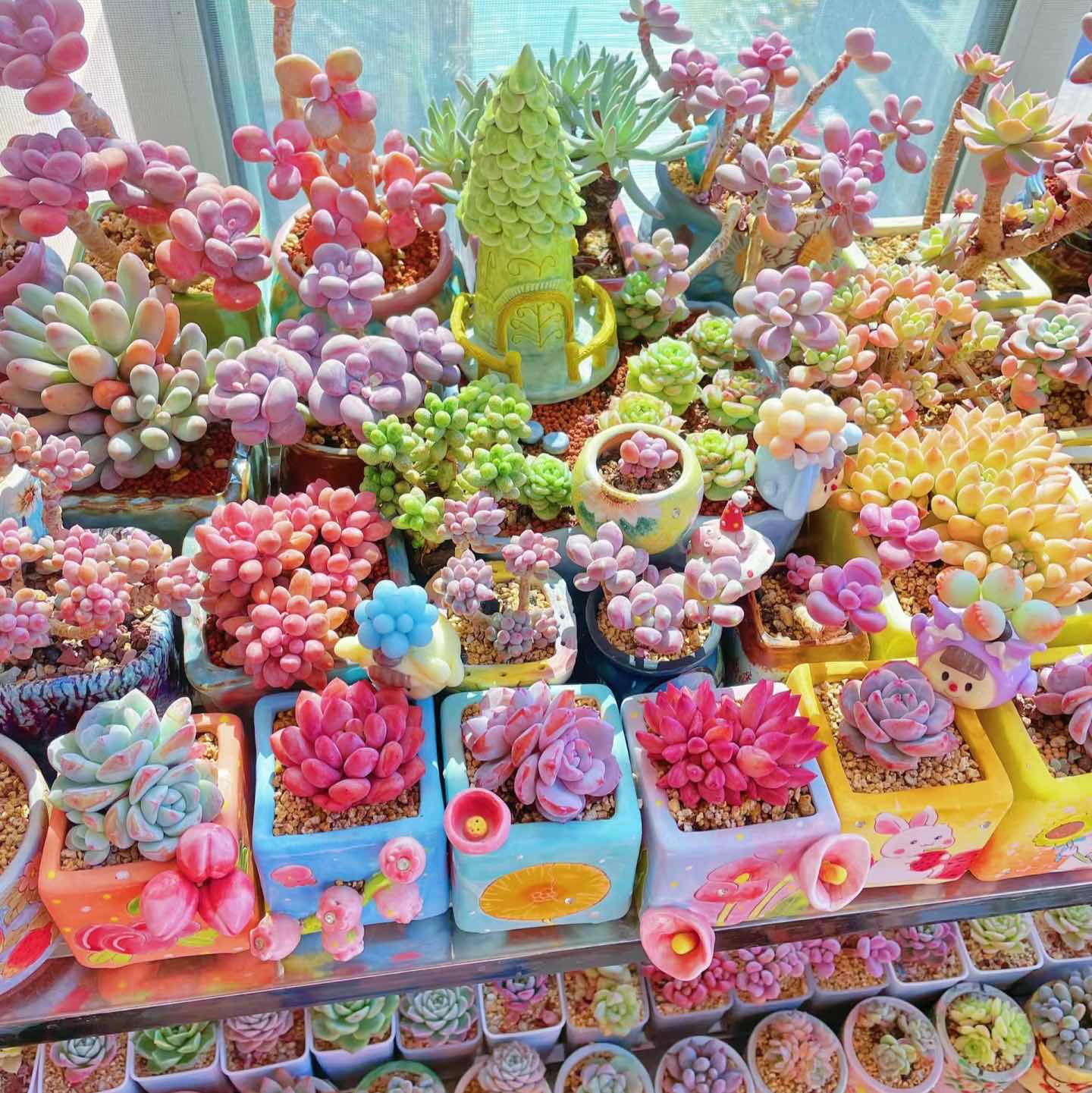 🎁Last Day 70% OFF🍃 Succulents Packages Available🌿