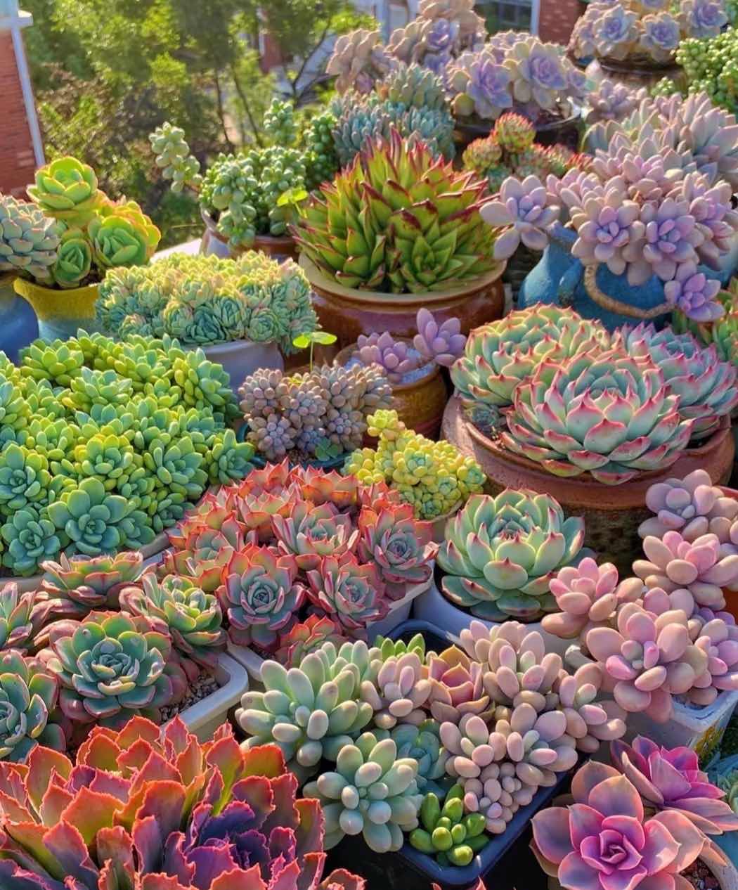 🎁Last Day 70% OFF🍃 Succulents Packages Available🌿
