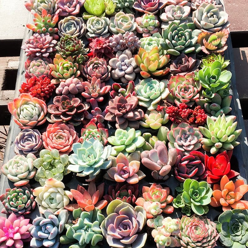 🎁Last Day 70% OFF🍃 Succulents Packages Available🌿