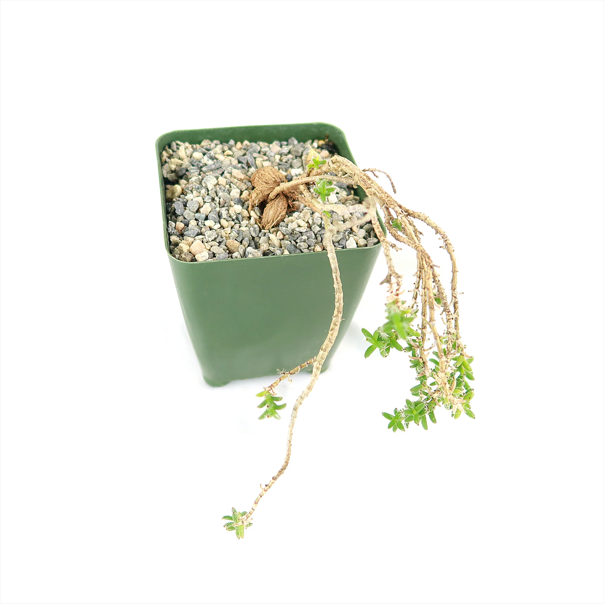 Trichodiadema bulbosom