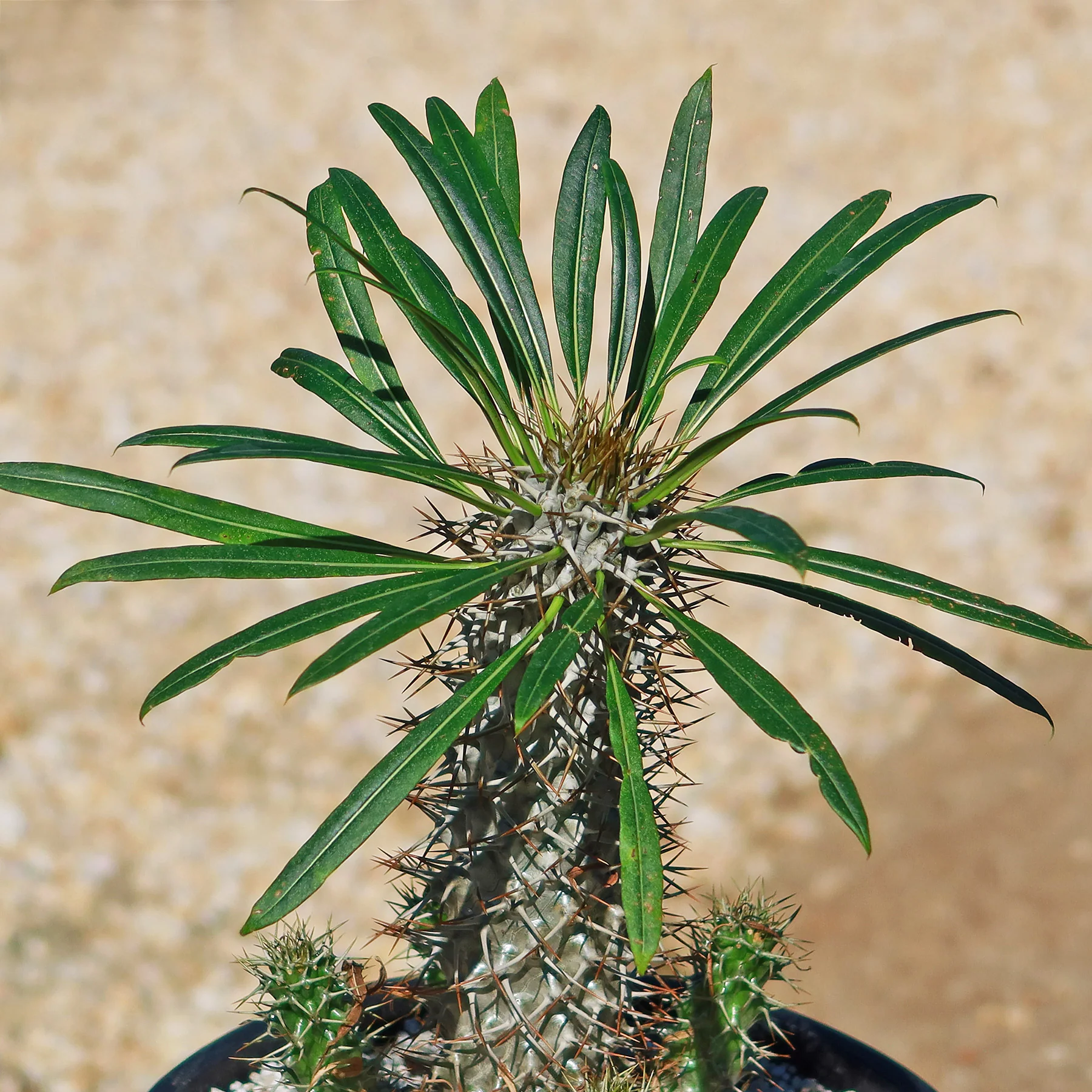 Madagascar Palm Plant - Pachypodium lamerei